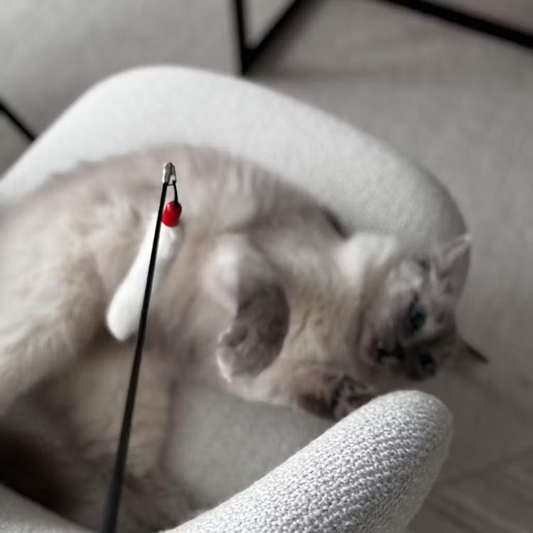 Kattspö