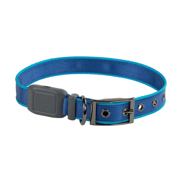 Lysande hundhalsband