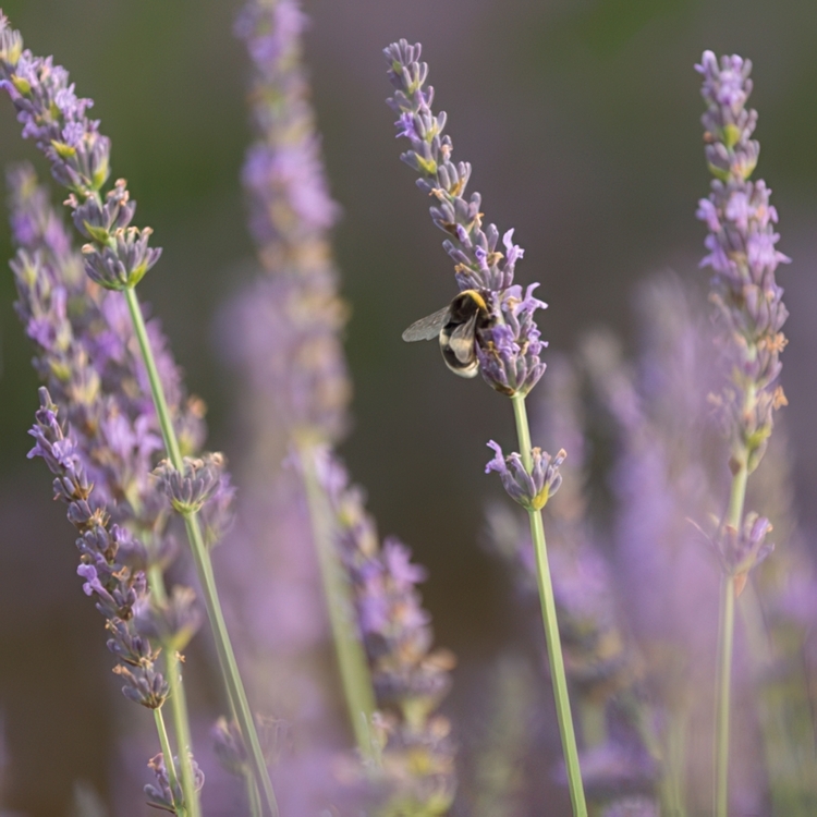 Lavendelpåse från Provence, Mönstrad